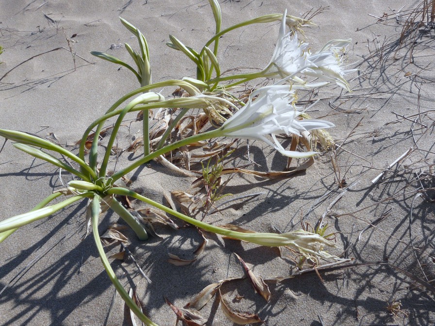Un giglio spontaneo in Sardegna - Pancratium maritimum